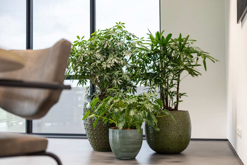Diverse plantenbakken keramiek in kantoorruimte