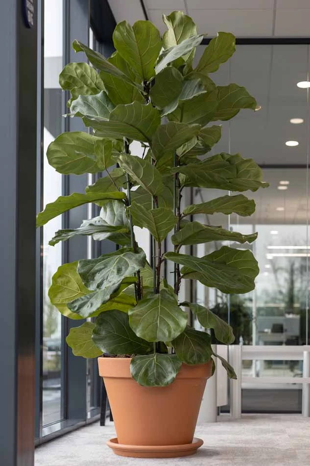 Virupa-Interior-Landscaping-Ten-Brinke-4.webp