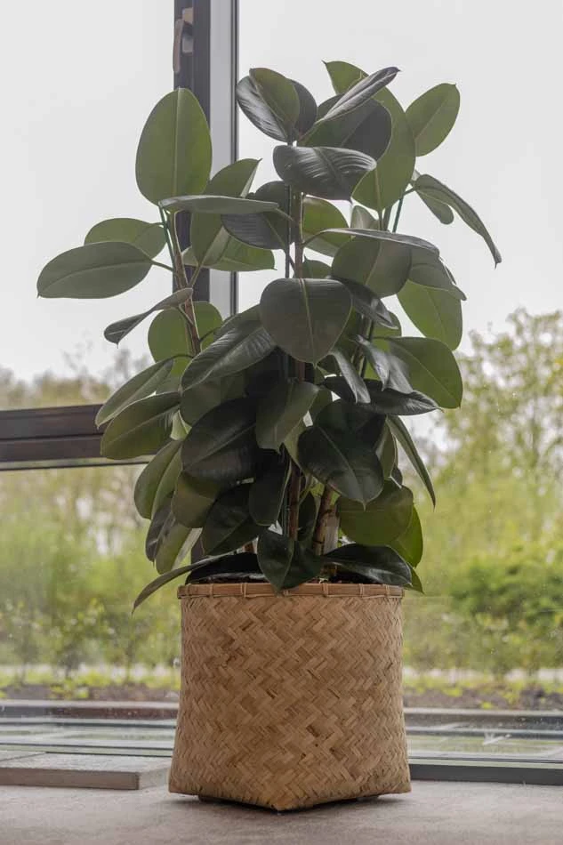 Virupa-Interior-Landscaping-Ten-Brinke-6.webp