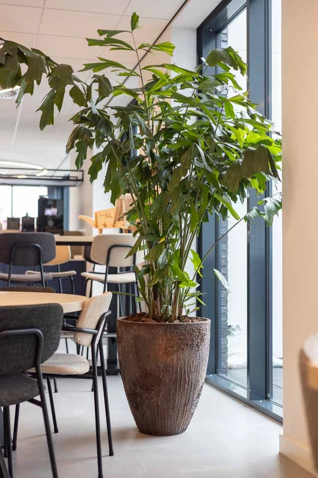 Virupa-Interior-Landscaping-Ten-Brinke-9.webp