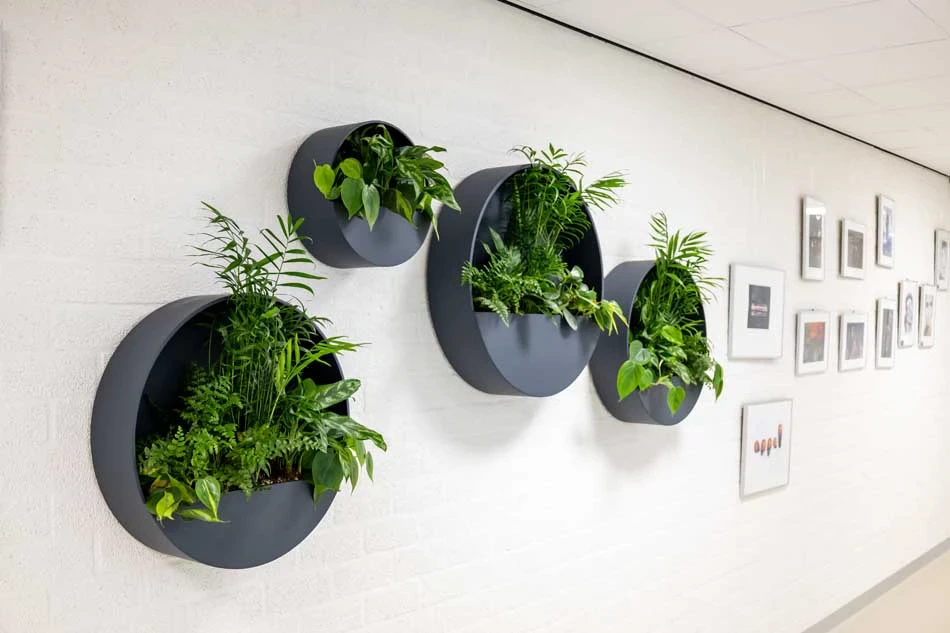 Wall-planters-in-vier-maten-aan-de-muur-in-de-gang.webp