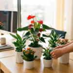 Anthurium plant met rode hartvormige bloemen op modern kantoorbureau tussen groene Spathiphyllum en Kalanchoe planten