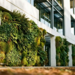Weelderige groene plantenmuur met klimplanten en mos op de gevel van een modern kantoorgebouw, verlicht door warm middagzonlicht.