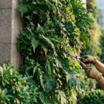 Tuinman snoeit een weelderige groene gevelwand van klimplanten op een modern gebouw in gouden middaglicht.