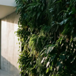 Weelderige verticale plantenwand met klimplanten en hangende ranken tegen een betonnen muur, verlicht door warm zijdelings natuurlijk licht.