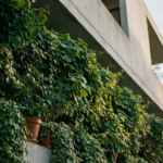Klimplanten bedekken een moderne betonnen gevel met dichte smaragdgroene bladeren in zacht middaglicht.