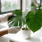 Handen in witte tuinhandschoenen onderzoeken Monstera deliciosa bladeren met bruine vlekken op wit bureau bij raam