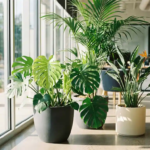 Monstera deliciosa met glanzende nieuwe bladeren naast Kentia palm en Strelitzia in moderne plantenbakken bij kantoorvensters