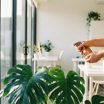 Handen die een grote Monstera deliciosa plant besproeien met koperen spuitfles in modern kantoor met ochtendlicht
