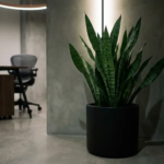 Sansevieria met donkergroene gestreepte bladeren in zwarte plantenbak in schaduwrijke hoek van modern kantoor