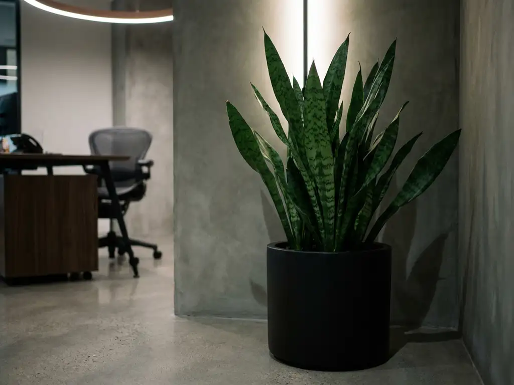 Sansevieria met donkergroene gestreepte bladeren in zwarte plantenbak in schaduwrijke hoek van modern kantoor