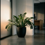 Zamioculcas zamiifolia plant met glanzende donkergroene bladeren in zwarte plantenbak op betonnen vloer in modern kantoor